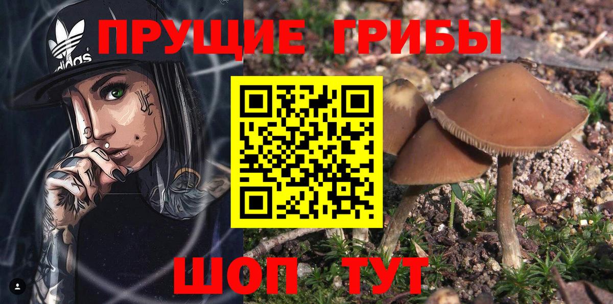 Псилоцибиновые грибы мицелий Подольск